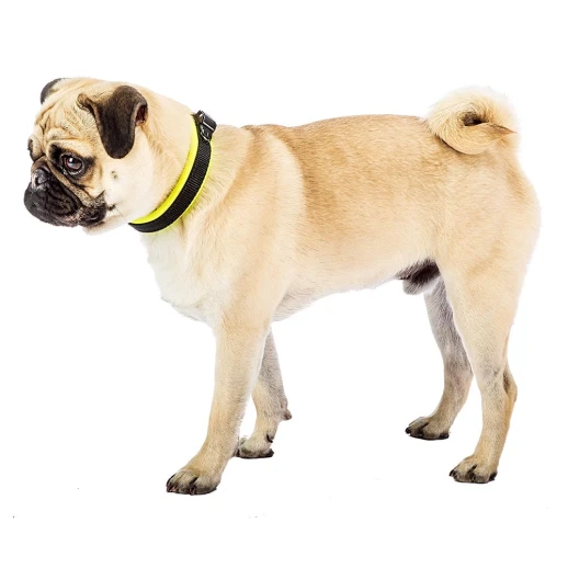 Ошейник Ferplast ERGOFLUO C15/33 с подкладкой и микрорегулировкой желтый