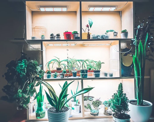 Модуль Цветонос- Цветение и Плодоношение. Белый свет.