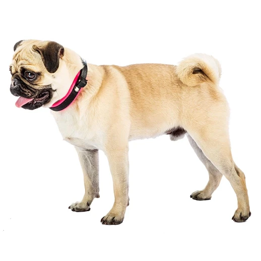 Ошейник Ferplast ERGOFLUO C15/33 с подкладкой и микрорегулировкой фуксия