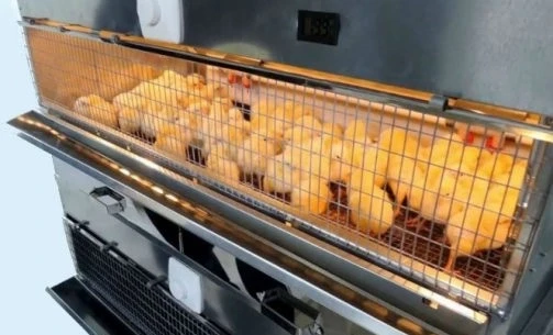 Брудер для цыплят Профессионал 95-БР-1 Престиж