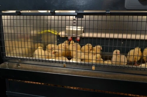 Брудер для цыплят "Профессионал+" 55х95