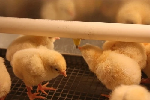 Брудер для цыплят "Профессионал+" 55х95