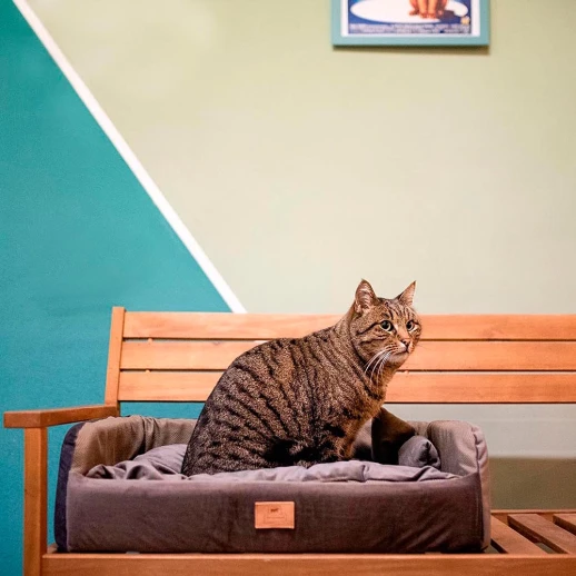 Диван-кровать Ferplast HARRIS 65 бежевый