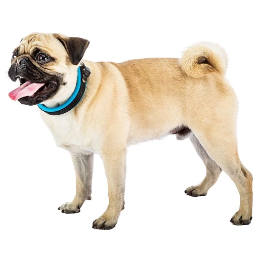 Ошейник Ferplast ERGOFLUO C15/33 с подкладкой и микрорегулировкой синий