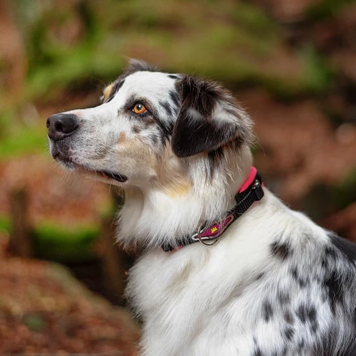 Ошейник Ferplast ERGOFLUO C15/42 с подкладкой и микрорегулировкой оранжевый