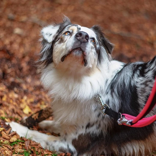 Поводок Ferplast ERGOFLUO MATIC GA20/200 розовый