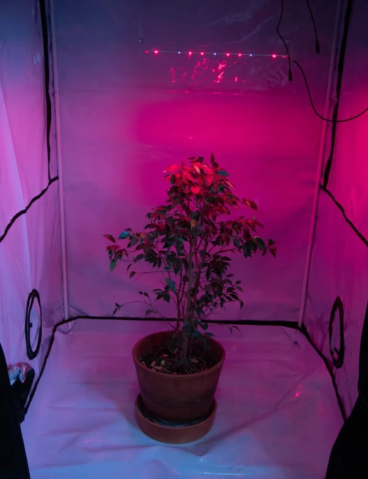 4.1 Booster line Osram OSLON Square 660nm + UV 385nm