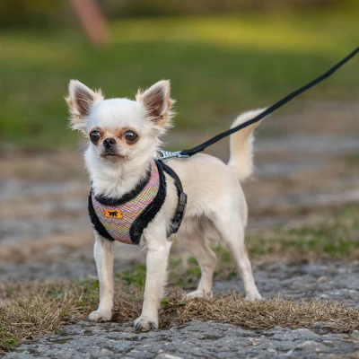 Шлейка Ferplast NIKITA FUR XS дышащая с теплой подкладкой клетка