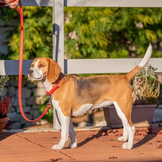 Ошейник Ferplast VOGUE FLAT CF20/39 из натуральной кожи фуксия