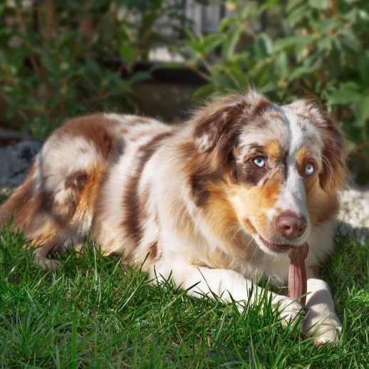 Подарочный набор Ferplast GoodBite M 32 шт. в упаковке