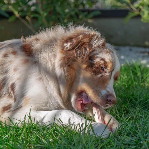 Подарочный набор Ferplast GoodBite M 32 шт. в упаковке