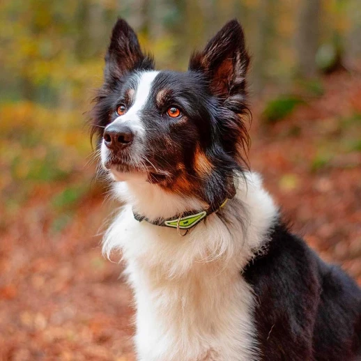 Ошейник Ferplast ERGOFLUO C25/51 с подкладкой и микрорегулировкой синий