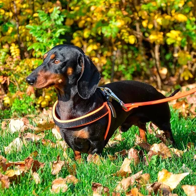 Шлейка Ferplast AGILA FLUO 4 нейлоновая с мягкой подкладкой синяя