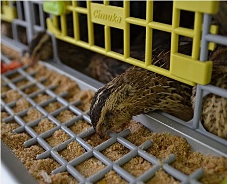 Клетка для перепелов Cimuka Comfortplast 3 секции 5 ярусов 98x60x196 см пластиковая без яйцесборника