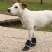 Обувь для собак Ferplast PROTECTIVE SHOES MEDIUM