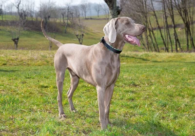 Ошейник Ferplast DAYTONA FANTASY C25/45 с мягкой подкладкой чёрный