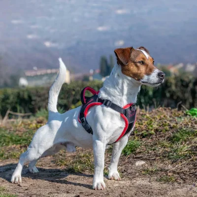 Шлейка Ferplast GENIUS S нейлоновая с магнитными замками чёрно-красная