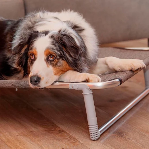 Раскладушка Ferplast DREAM 100 для собак