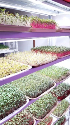 Готовый стеллаж для выращивания растений 141*60*30