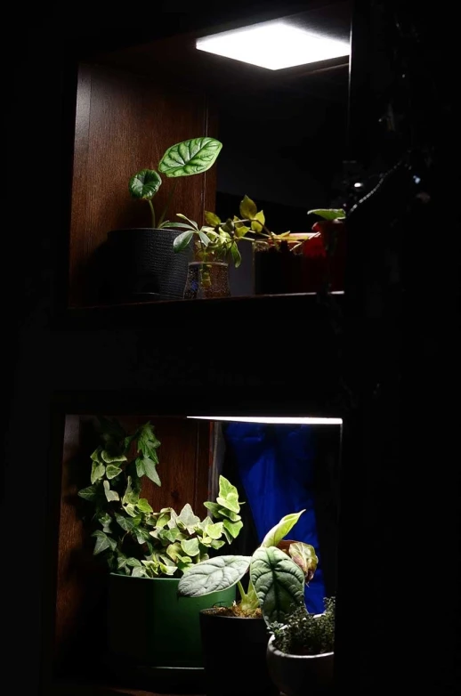 Готовый стеллаж для выращивания растений 141*60*30