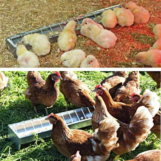 Кормушка лотковая 50 см оцинкованная cталь для кур River