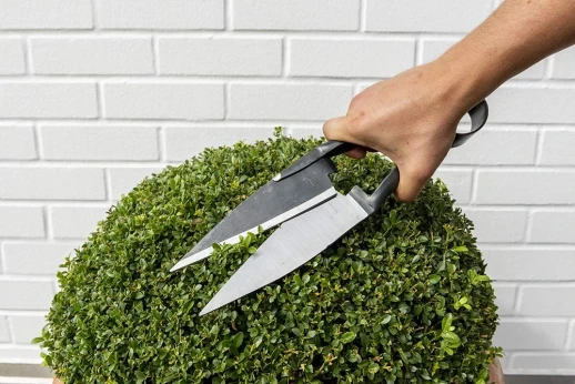 Ножницы Berger 2723 двойные для стрижки овец и самшита