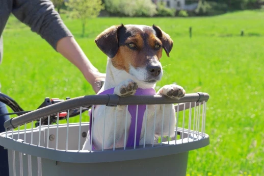 Контейнер Ferplast ATLAS BIKE 20 RAPID для перевозки животных на велосипеде.