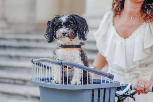 Контейнер Ferplast ATLAS BIKE 20 RAPID для перевозки животных на велосипеде.