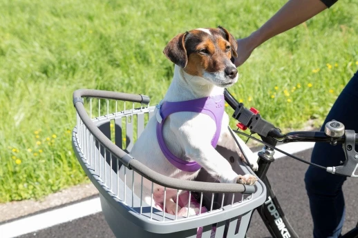 Контейнер Ferplast ATLAS BIKE 20 RAPID для перевозки животных на велосипеде.