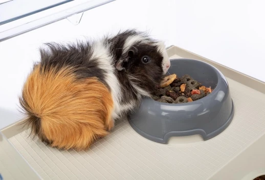 Клетка Ferplast MAXI DUNA MULTY для кроликов морских свинок и хомяков