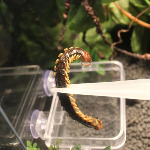 Пинцет люминесцентный прямой 18 см для террариума