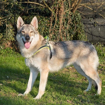 Шлейка Ferplast SPORT DOG L нейлоновая с мягкой подкладкой жёлтая