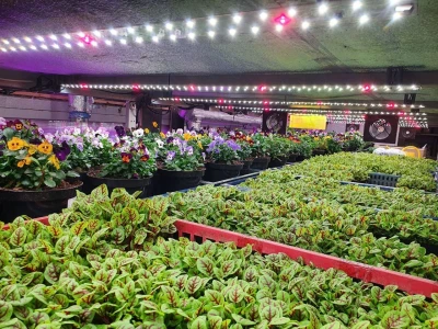 Комплект двойной Quantum line 90 см