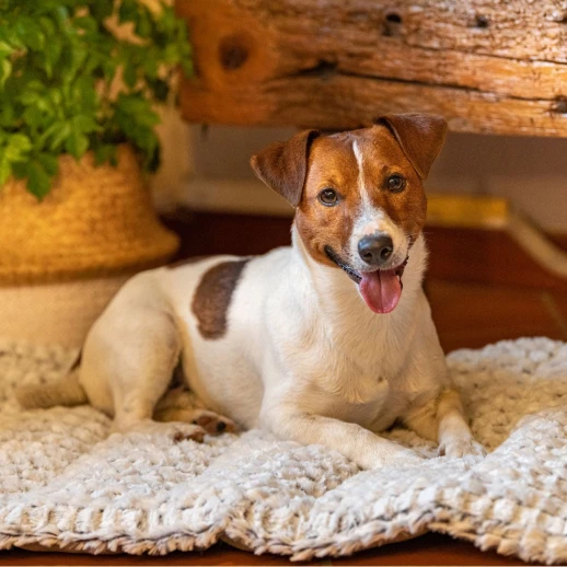 Мягкая подстилка Ferplast VANILLA 75 для животных