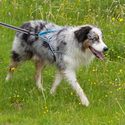 Шлейка Ferplast SPORT DOG L нейлоновая с мягкой подкладкой синяя