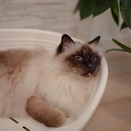 Лежак для собак Ferplast SIESTA DELUXE 4 пластиковый белый