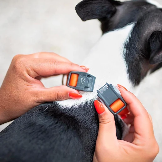 Ошейник Ferplast EVOLUTION C25/56 с ПВХ покрытием и магнитной застежкой фиолет