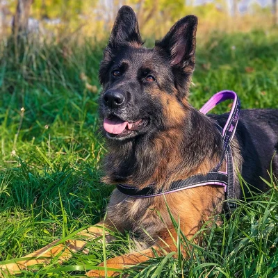 Шлейка Ferplast SPORT DOG L нейлоновая с мягкой подкладкой фуксия