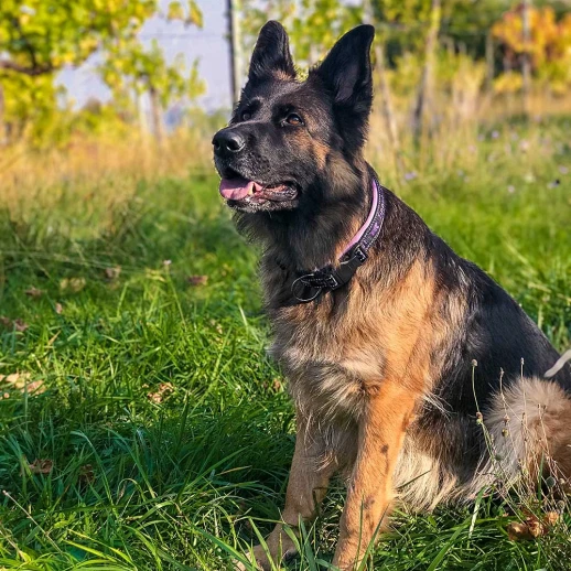 Ошейник Ferplast SPORT DOG C25/55 с мягкой подкладкой светоотражающий розовый