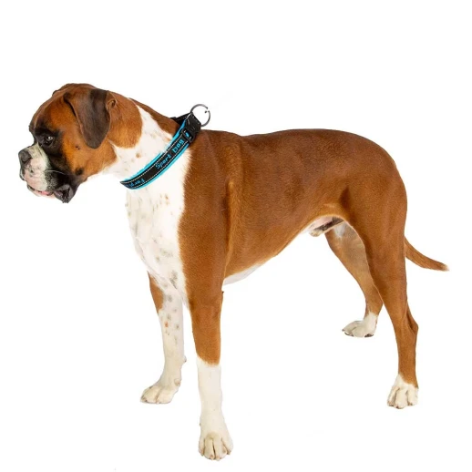 Ошейник Ferplast SPORT DOG C25/55 с мягкой подкладкой светоотражающий синий