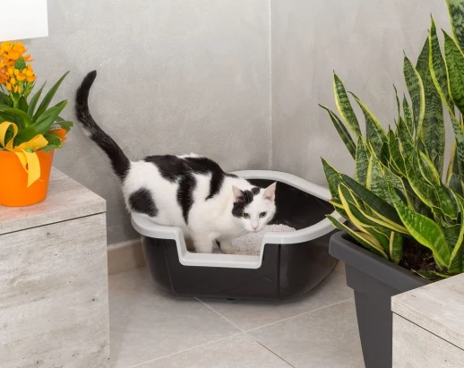 Угловой лоток Ferplast DAMA для кошек.