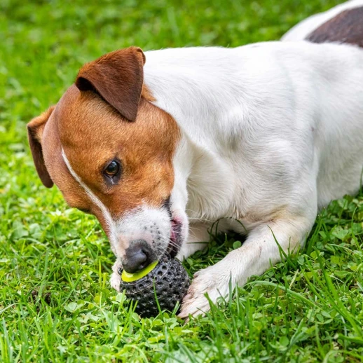 Игрушка мяч-диспенсер Ferplast CHEWA BOING Medium плавающий