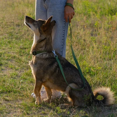 Поводок Ferplast CLUB G10/120 нейлоновый тёмно-зелёный