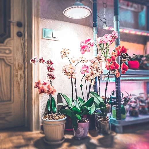 Фитолампа UFO SMD 50 Вт