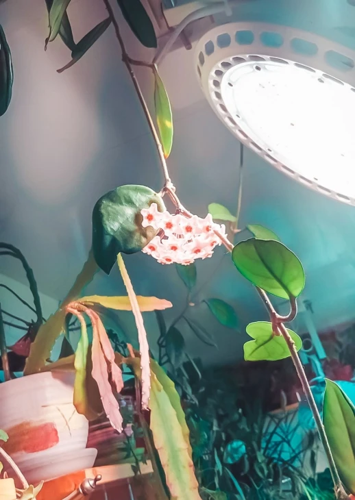 Фитолампа UFO SMD 50 Вт