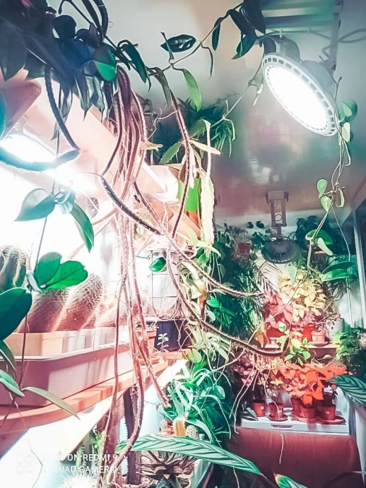 Фитолампа UFO SMD 50 Вт