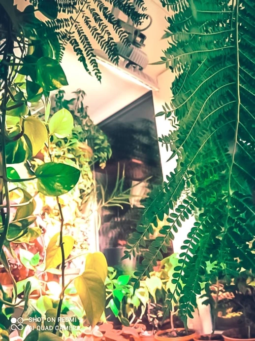 Фитолампа UFO SMD 50 Вт