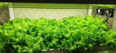 Модуль 10.1 Quantum line Цветонос 3000К+660нм