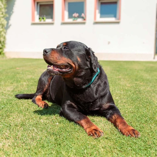 Ошейник-полуудавка Ferplast SPORT EXTREME CS13/60 шнур 13 мм чёрный с голубым