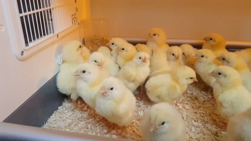 Брудер-питомник для птиц Rcom Bird Brooder S